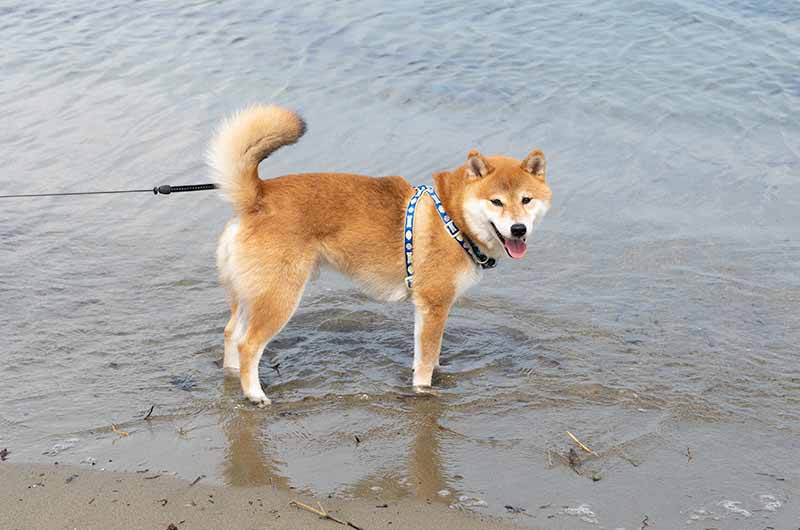 丹後由良海水浴場 柴犬亜門さん