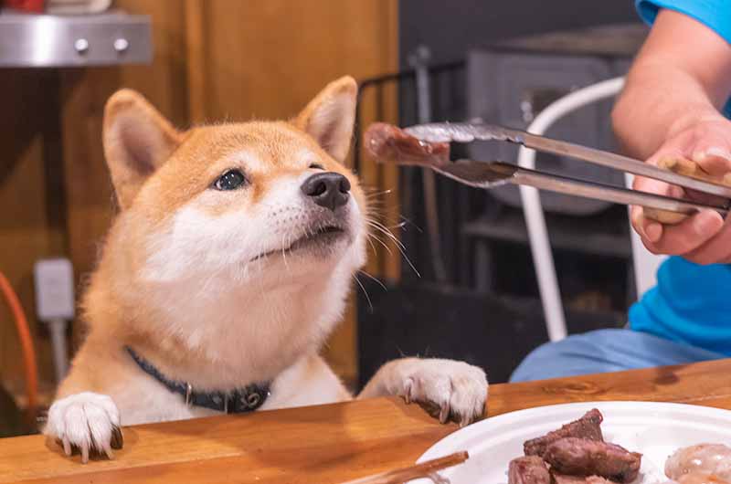 グランピングを楽しむ柴犬亜門さん