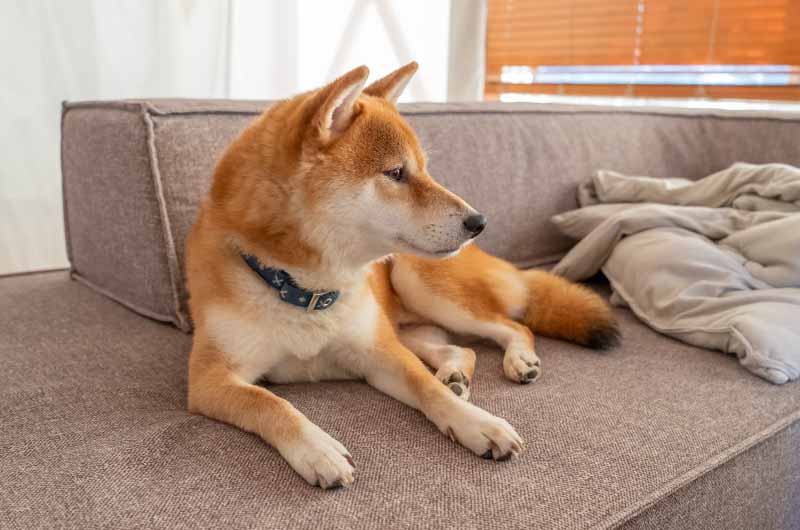 グランピングを楽しむ柴犬亜門さん