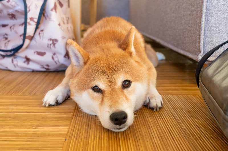 グランピングを楽しむ柴犬亜門さん