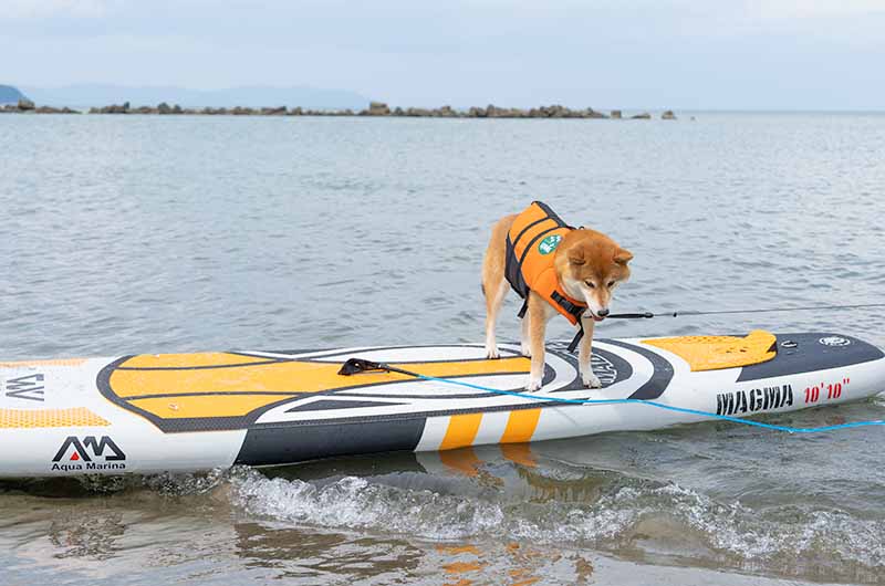 SUPをする柴犬亜門さん