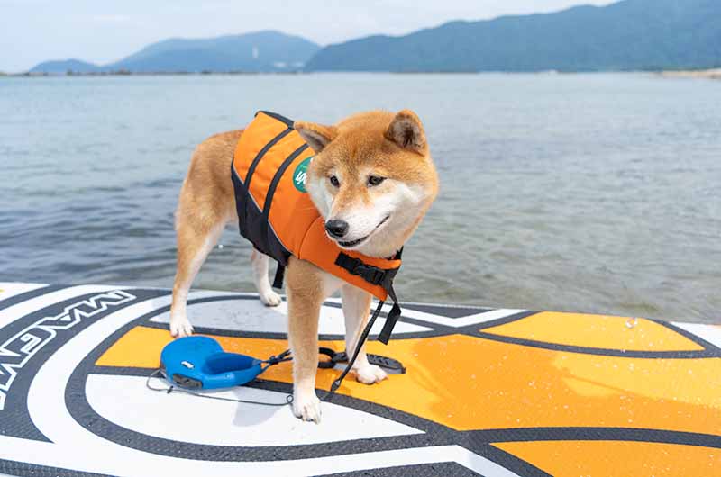 SUPをする柴犬亜門さん