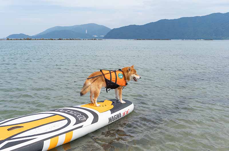 SUPをする柴犬亜門さん