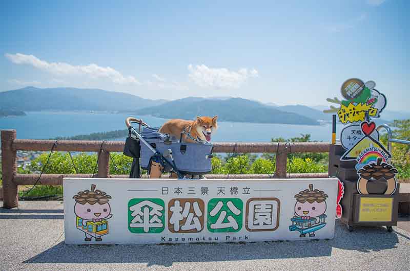 天橋立笠松公園にいる柴犬亜門さん