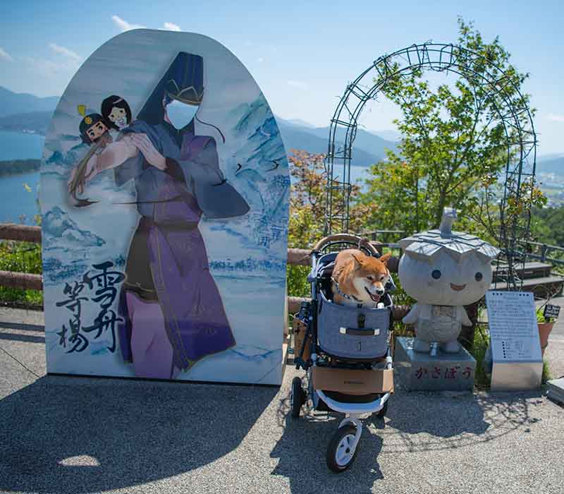 天橋立笠松公園にいる柴犬亜門さん