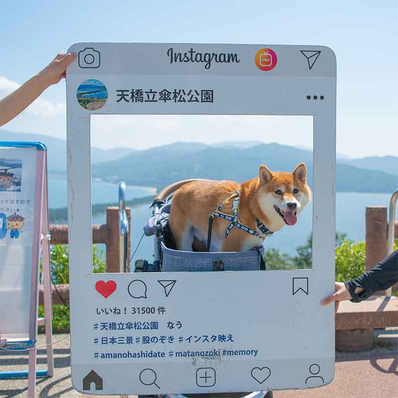 天橋立笠松公園にいる柴犬亜門さん