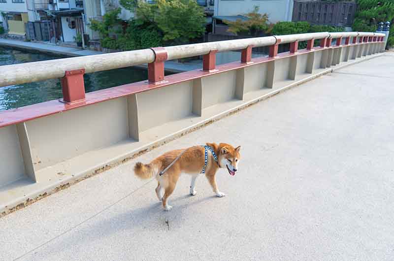 天橋立廻旋橋と柴犬亜門さん