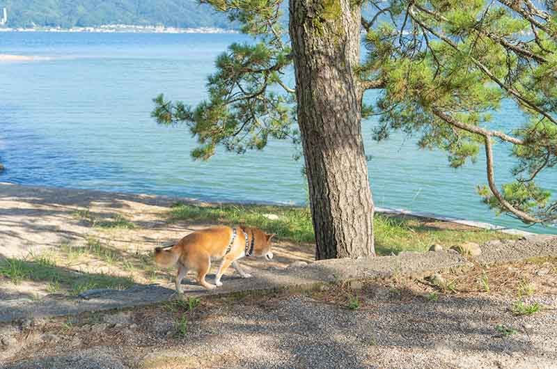 天橋立公園を散歩する柴犬亜門さん