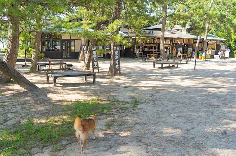 天橋立公園 はしだて茶屋