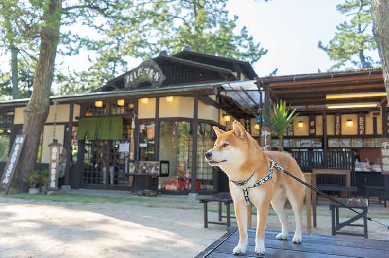 天橋立公園 はしだて茶屋 テラス席