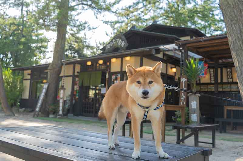 天橋立公園 はしだて茶屋 ペット同伴可