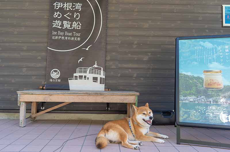 伊勢湾めぐり遊覧船に乗る柴犬亜門さん