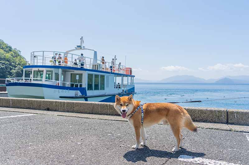 伊勢湾めぐり遊覧船に乗る柴犬亜門さん