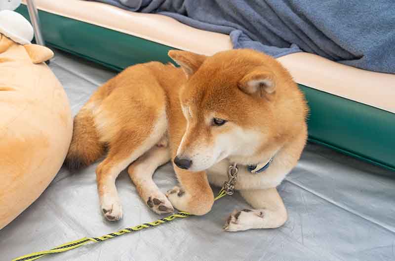 スノーピークのテントでくつろぐ柴犬亜門さん