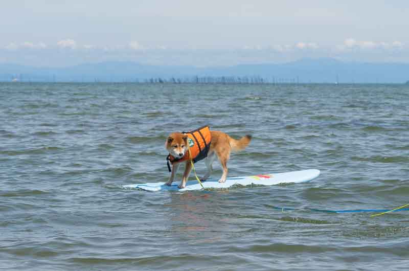 柴犬亜門 サーフィン 柴犬