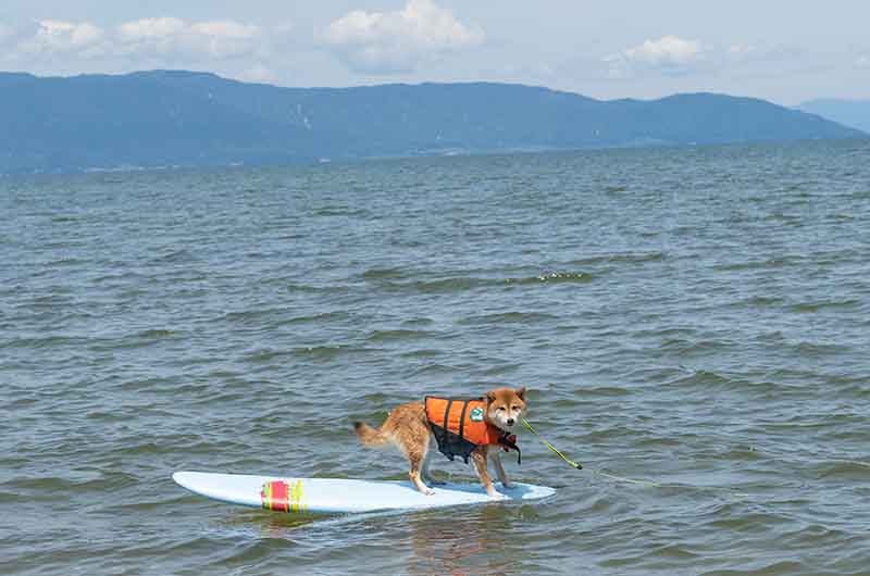 柴犬亜門 サーフィンドッグ