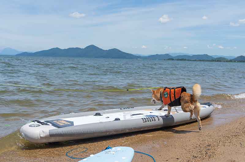 柴犬 SUP アクアマリーナ