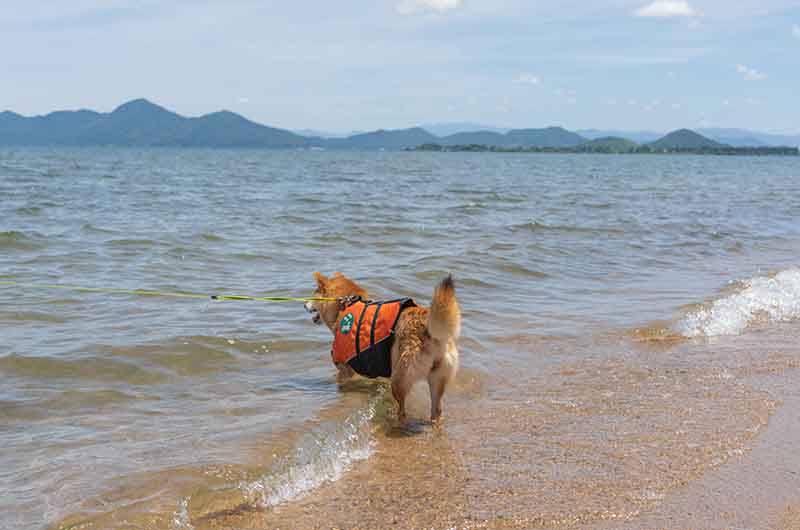 琵琶湖 砂浜で遊ぶ柴犬亜門さん