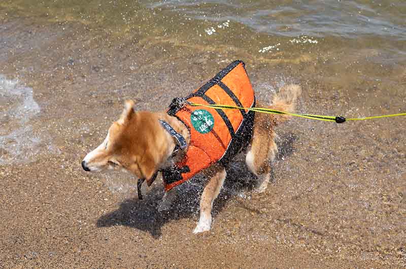 琵琶湖 砂浜で遊ぶ柴犬亜門さん