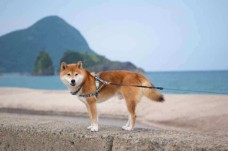 高嶋オートキャンプ場 柴犬亜門さん