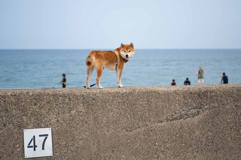 高嶋海水浴場 柴犬亜門さん