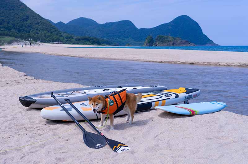 柴犬亜門さん SUP サーフィン