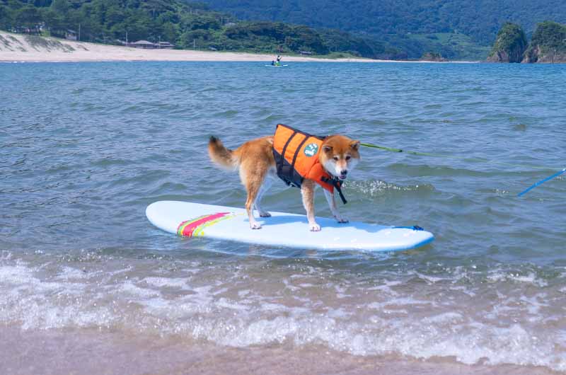 サーフィンする柴犬亜門さん