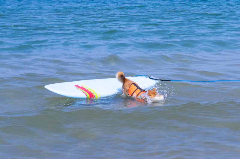 サーフィンする柴犬亜門さん