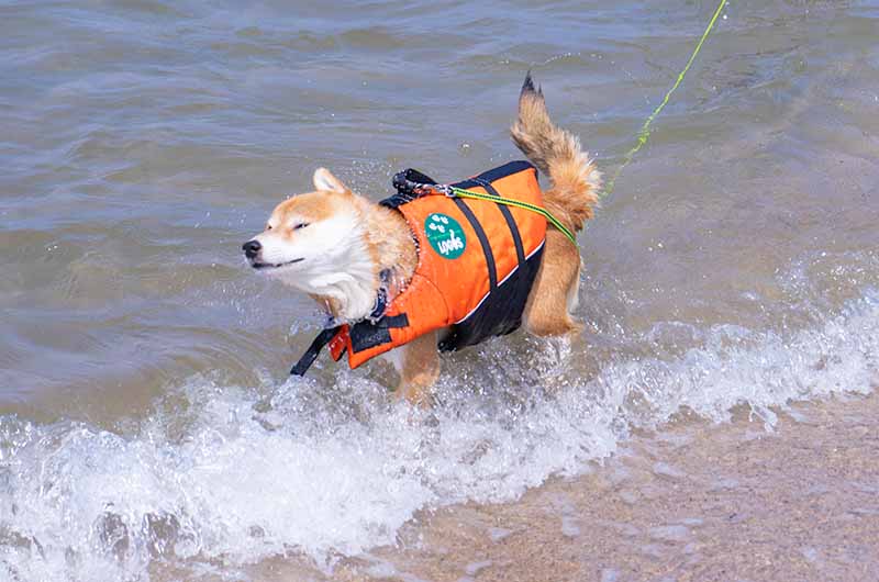 海水浴する柴犬亜門さん