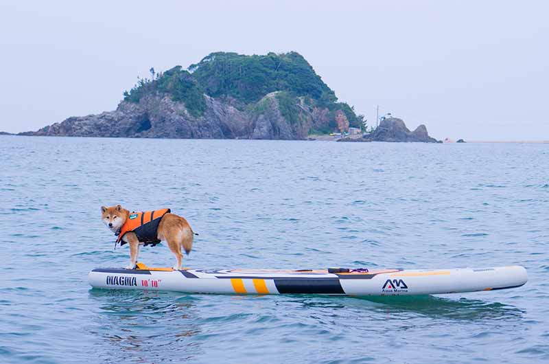 SUPに乗る柴犬亜門さん アクアマリーナ