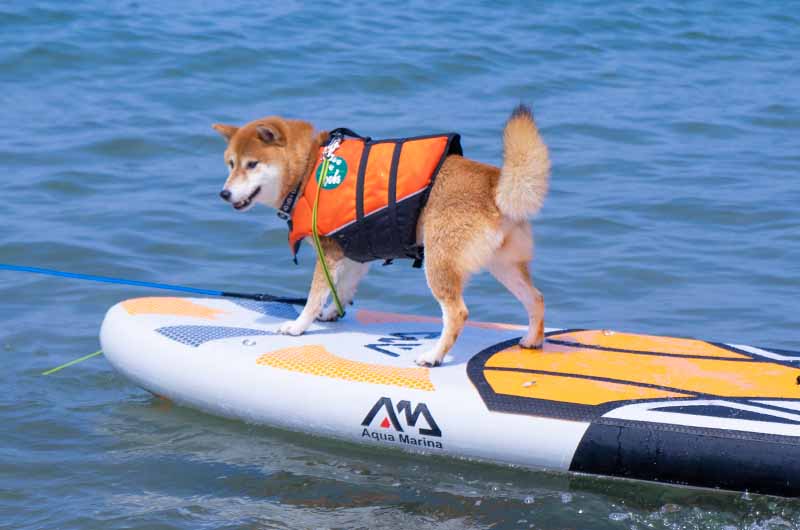 SUPに乗る柴犬亜門さん アクアマリーナ