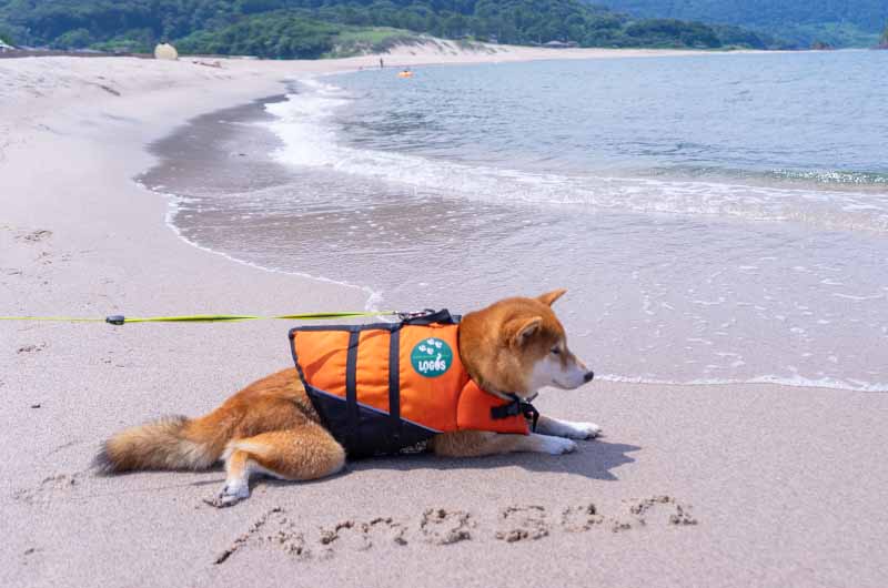 高嶋海水浴場でくつろぐ柴犬亜門さん ロゴス 犬用ライフジャケット