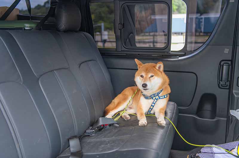 ハイエース後部座席でくつろぐ柴犬亜門さん