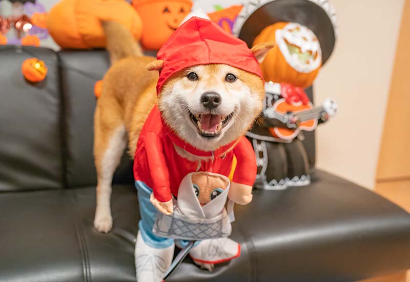 ハロウィン 犬服 E.T.を自転車の前かごに乗せて空をとぶ少年エリオットに変身した柴犬亜門さん