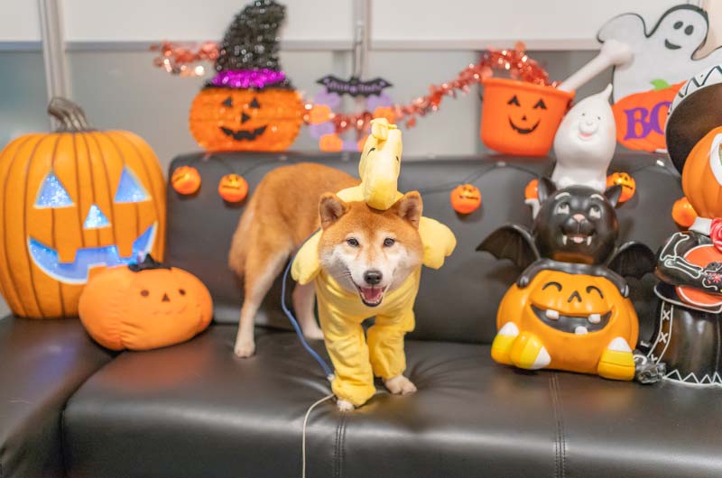 ハロウィン 犬服 ウッドストックに変身した柴犬亜門さん