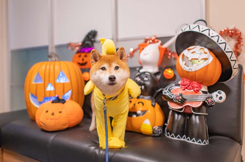 ハロウィン 犬服 ウッドストックに変身した柴犬亜門さん