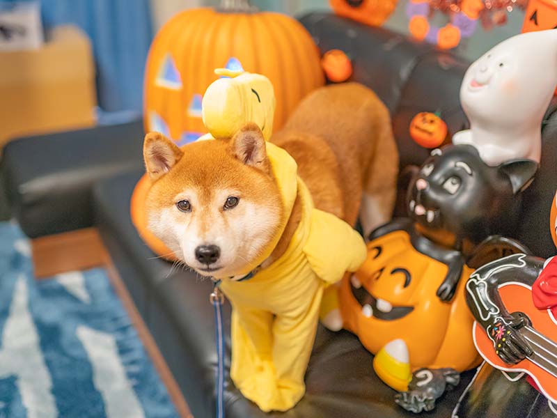 ハロウィン 犬服 ウッドストックに変身した柴犬亜門さん