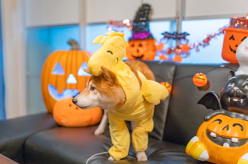 ハロウィン 犬服 ウッドストックに変身した柴犬亜門さん