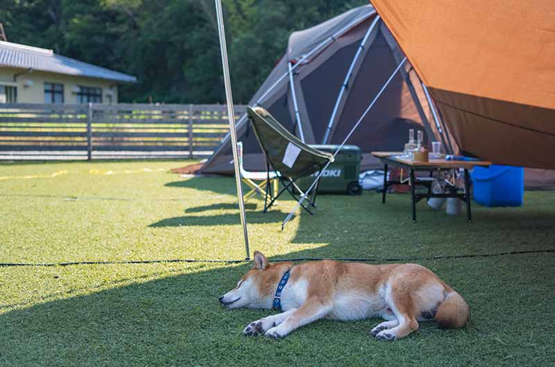 ワンともキャンプ場 芝生で眠る柴犬亜門さん