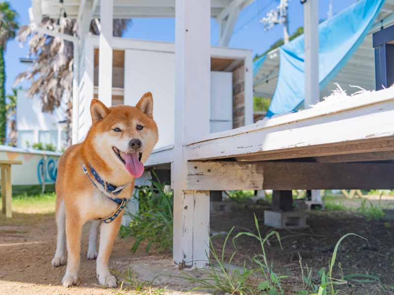 犬OK 淡路島カフェ