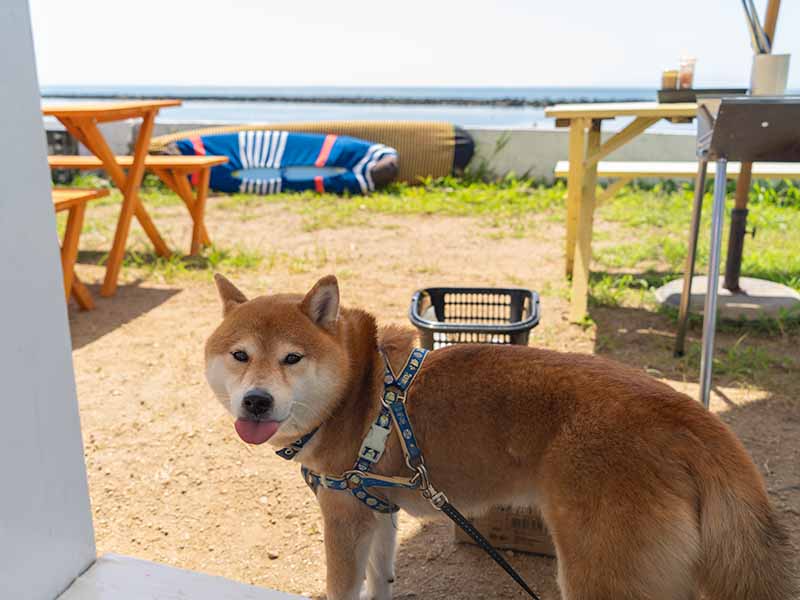 犬OK 淡路島カフェ