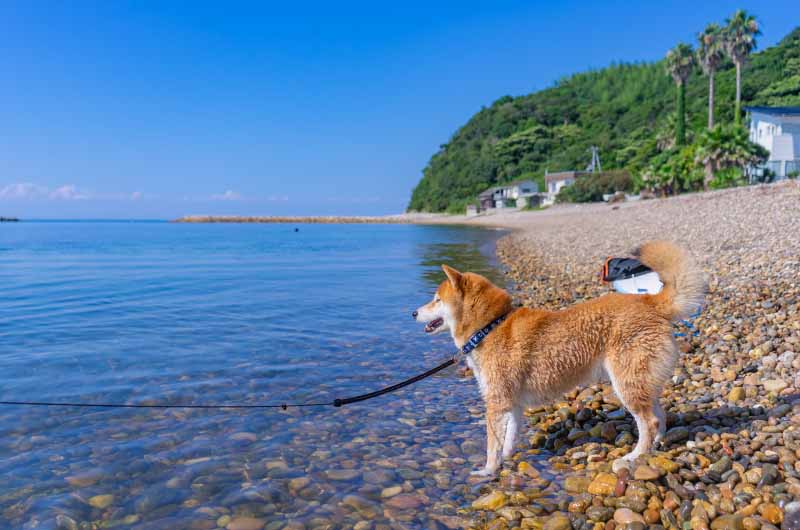 淡路島新五色浜の海と柴犬亜門さん