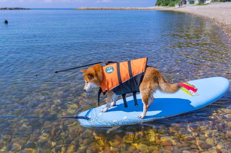 淡路島新五色浜の海でサーフィンに挑戦する柴犬亜門さん