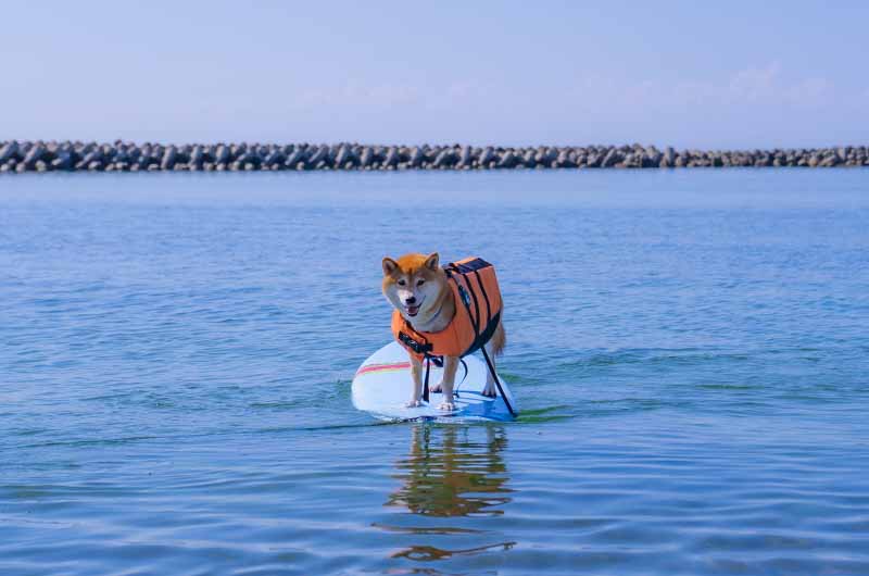 淡路島新五色浜の海でサーフィンに挑戦する柴犬亜門さん