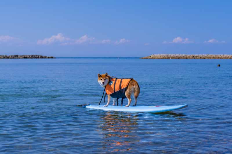 淡路島新五色浜の海でサーフィンに挑戦する柴犬亜門さん