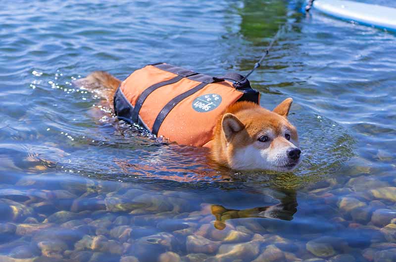 淡路島 犬遊泳できる海 新五色浜