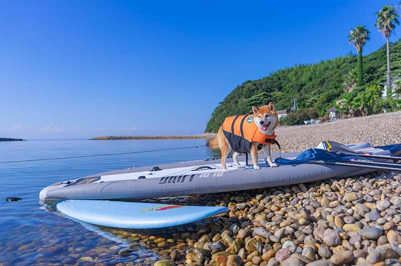 淡路島新五色浜の海でSUPに挑戦する柴犬亜門さん