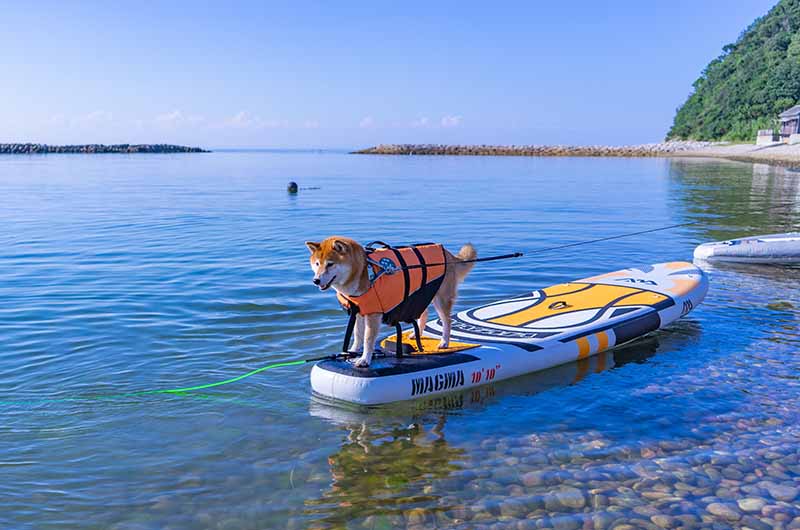 淡路島新五色浜の海でSUPに挑戦する柴犬亜門さん