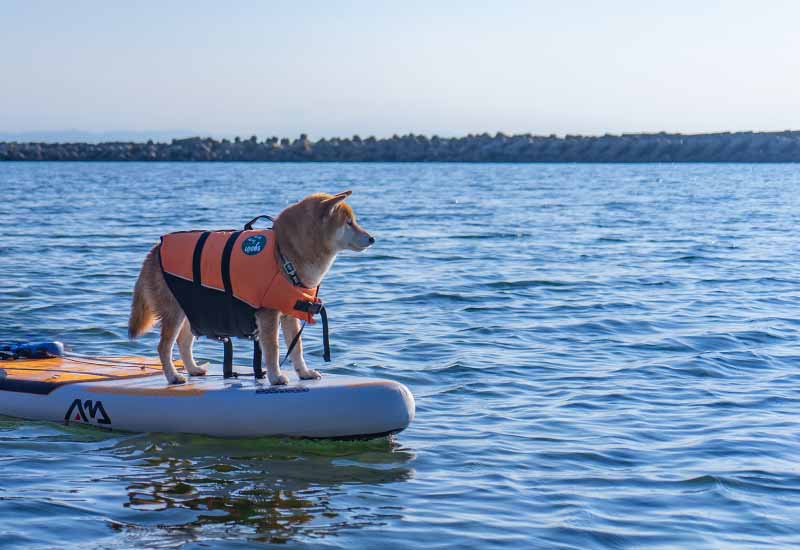 淡路島新五色浜の海でSUPに挑戦する柴犬亜門さん