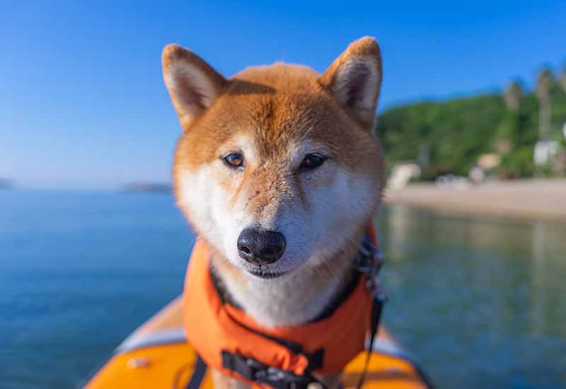 淡路島新五色浜の海でSUPに挑戦する柴犬亜門さん